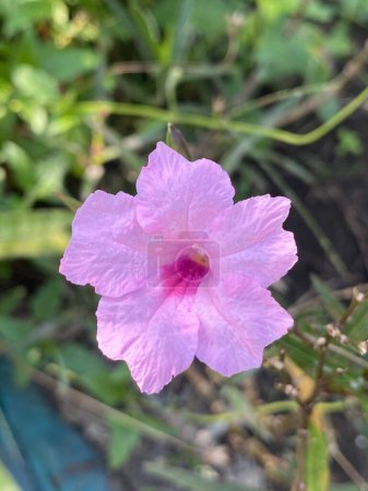 Foto de Hermosa flor rosa Ruellia simplex en el jardín - Imagen libre de derechos