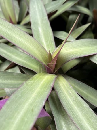 Foto de Tradescantia spathacea planta en jardín de la naturaleza - Imagen libre de derechos