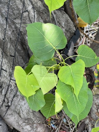 Photo for A selective focus of a bodhi tree with leaf - Royalty Free Image