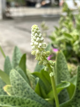 Drimiopsis maculata Blume im Naturgarten
