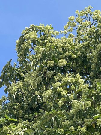 hermosas hojas verdes del árbol de Alstonia scholaris en primavera