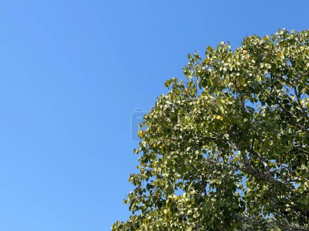 Photo for Green tree branches on blue sky background - Royalty Free Image