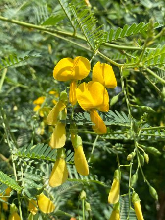 vue rapprochée de belles fleurs jaunes de sesbania