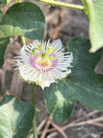 Stinking passionflower or Passiflora foetida flower in nature garden