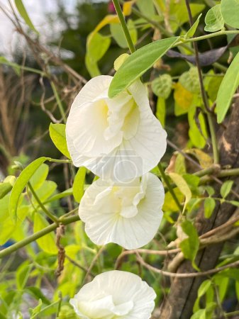 white Clitoria ternatea flowers in the garden