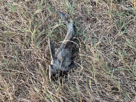 dead of Sucker Catfish on dry grass