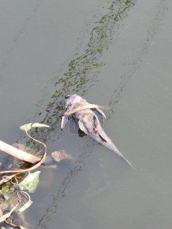 dead Hypostomus plecostomus fish on the canal