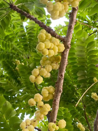 close up of green ripe star gooseberry on the tree
