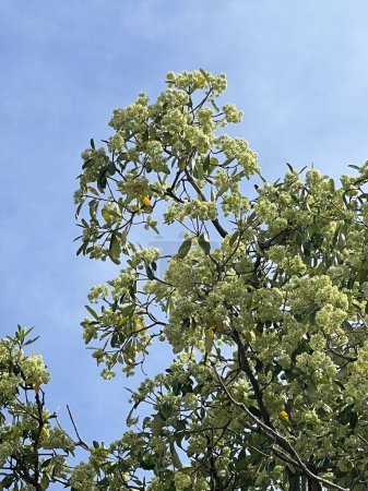 Gelbe Teufelsblume oder Alstonia scholaris blüht auf einem Baum im Garten