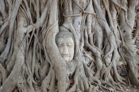 Buddha-Kopf auf Baumstamm im Wat Mahathat, Provinz Ayutthaya, Thailand.