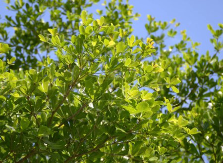 frische grüne Terminaliaa Blätter am blauen Himmel