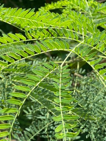 close up of fresh Acacia leaves of outdoors daytime