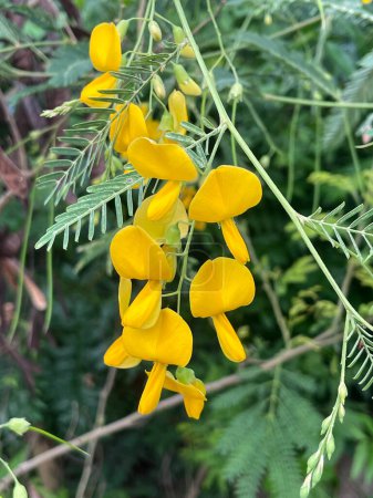 close up view of beautiful yellow sesbania flowers