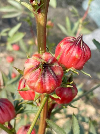 hibisco rojo sabdariffa flor en el jardín de la naturaleza