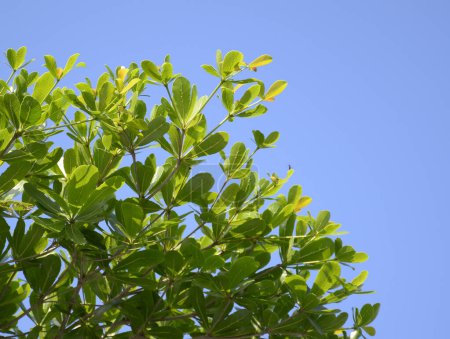 hojas verdes de un árbol de Terminalia ivorensis en el jardín