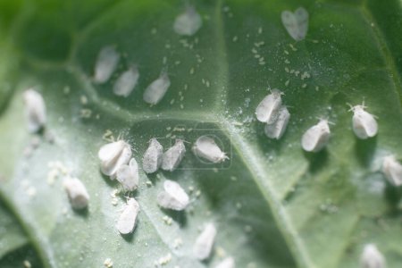 Photo for Whitefly Aleyrodes proletella agricultural pest on cabbage leaf. - Royalty Free Image