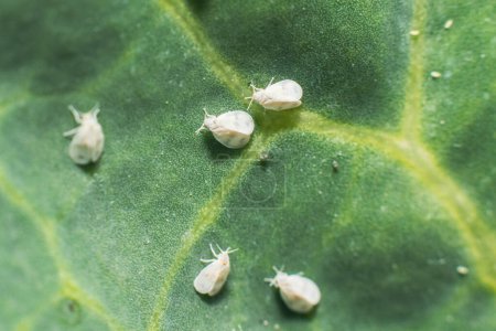 Photo for Whitefly Aleyrodes proletella agricultural pest on cabbage leaf. - Royalty Free Image