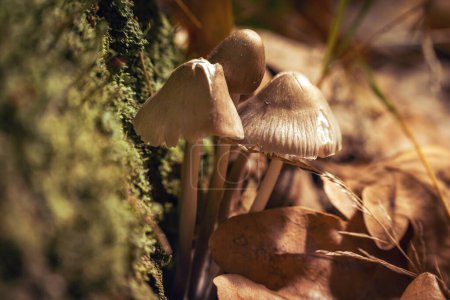 Photo for Psilocybe Bohemica mushrooms in the autumn forest among fallen leaves. - Royalty Free Image