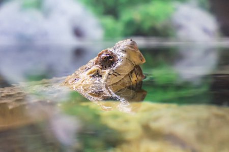 Photo for Snapping turtle Chelydra serpentina stuck its head out of the water. - Royalty Free Image