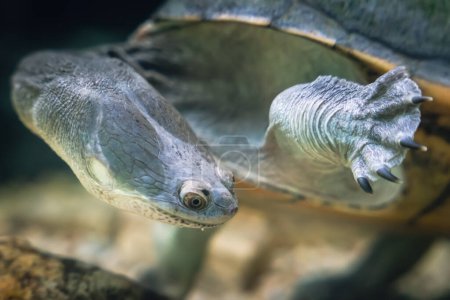 Die Schlangenhalsschildkröte schwimmt auf der Suche nach Nahrung im Wasser.
