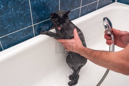 Téléchargez les photos : Baignade d'un chat noir dans le bain. - en image libre de droit