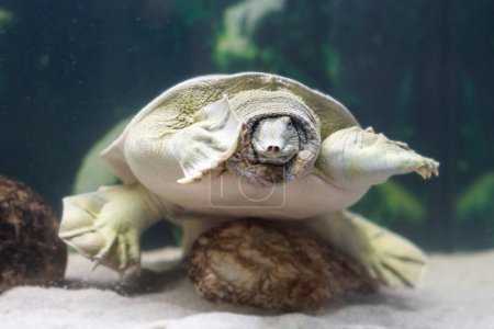 The Chinese Trionyx turtle Pelodiscus sinensis swimming in the aquarium.