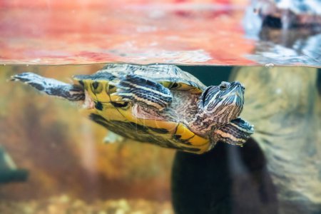 Red-eared turtle Trachemys scripta swims in an aquarium.