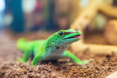 Close-up portrait of a beautiful Madagascar gecko Phelsuma.