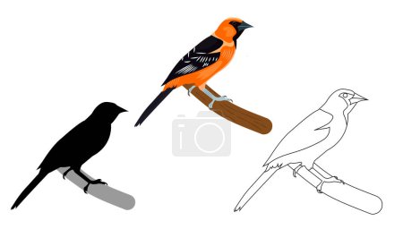 Téléchargez les illustrations : Des oiseaux. Image vectorielle d'un oriole. Contour, silhouette, plat. - en licence libre de droit