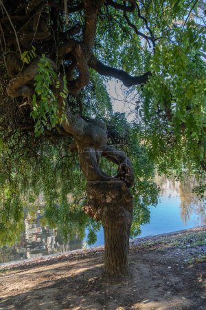 Foto de Park des Buttes Chaumont. Primer plano de un hermoso árbol - Imagen libre de derechos