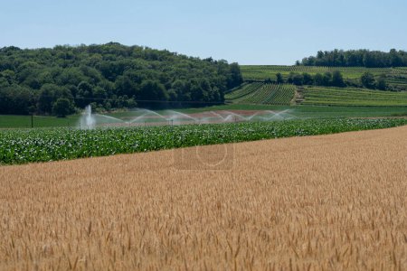 Téléchargez les photos : Vue panoramique des champs de blé et de maïs et des vignobles sur de la colline derrière - en image libre de droit