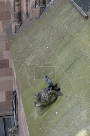 Photo for Strasbourg, France - 06 26 2023: Strasbourg cathedral: View of a gargoyle on the roof of the cathedral - Royalty Free Image