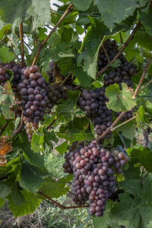 Vignoble alsacien. détail des grappes de raisins sur une vigne le long de la route des vins au coucher du soleil