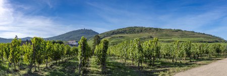 Téléchargez les photos : Vignoble alsacien. Vue panoramique du château du Haut-Koenigsbourg, des forêts et des vignobles tout autour et du village de Saint-Hypolyte - en image libre de droit