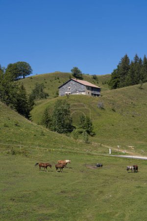 Foto de Vista del paisaje con colinas, prados, bosques, un camino, caballos y una casa - Imagen libre de derechos