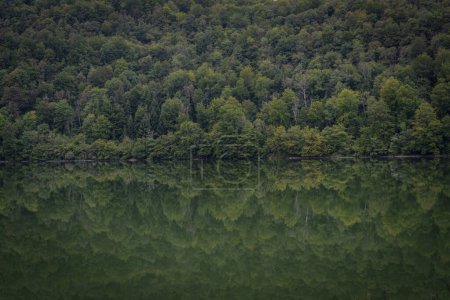 Téléchargez les photos : Lake District. Vue de la forêt réfléchissant sur le lac - en image libre de droit