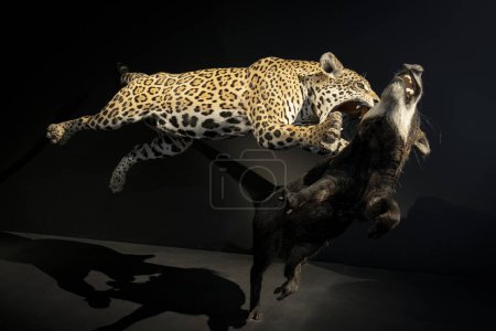 Photo for Paris, France - 06 10 2023: The Great Evolution Gallery of Paris. Felines exhibition. View of a jaguar leaping and chasing a white-lipped peccary - Royalty Free Image