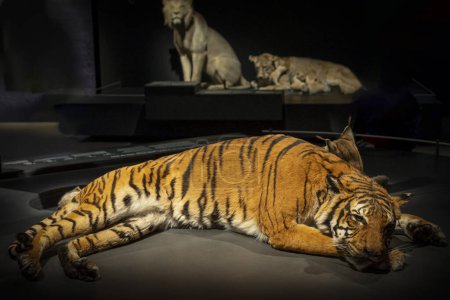 Photo for Paris, France - 06 10 2023: The Great Evolution Gallery of Paris. Felines exhibition. View of a tiger and an Eurasian lynx lying side by side - Royalty Free Image