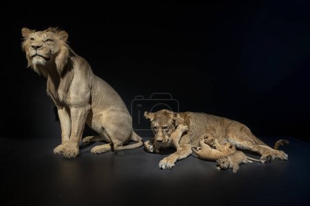 Foto de Paris, Francia - 06 10 2023: The Great Evolution Gallery of Paris. Exposición Felines. Vista de un león, una leona y su cachorro de leones jugando - Imagen libre de derechos