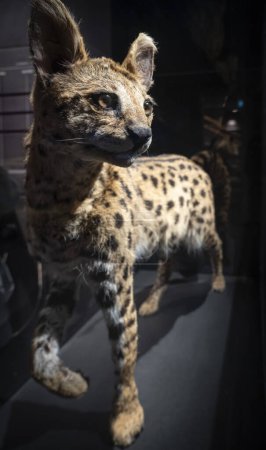 Photo for Paris, France - 06 10 2023: The Great Evolution Gallery of Paris. Felines exhibition. View of a leptallurus serval walking - Royalty Free Image