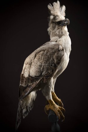 Photo for Paris, France - 12 15 2023: The Great Evolution Gallery of Paris. View of a fierce harpy bird - Royalty Free Image