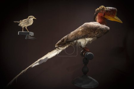 Photo for Paris, France - 12 15 2023: The Great Evolution Gallery of Paris. View of a round-helmeted hornbill and an Edwards pheasant bird - Royalty Free Image