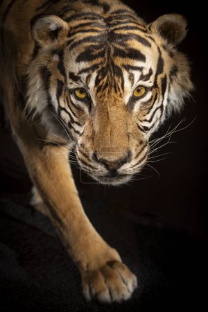 Photo for Paris, France - 12 15 2023: The Great Evolution Gallery of Paris. View of a Sumatran tiger - Royalty Free Image