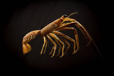 Photo for Paris, France - 12 15 2023: The Great Evolution Gallery of Paris. View of a crustacean glypheid - Royalty Free Image