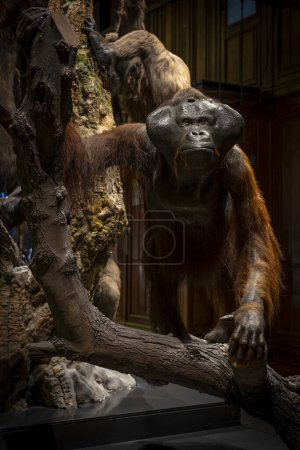 Photo for Paris, France - 12 15 2023: The Great Evolution Gallery of Paris. View of an orangutan monkey - Royalty Free Image