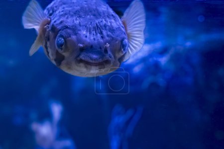 Photo for Palais de la Porte Doree. Tropical fishes. View of a Spotted Metynnis fish - Royalty Free Image