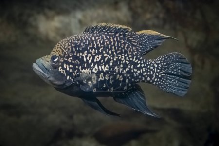 Photo for Palais de la Porte Doree. Tropical fishes. View of a Spotted Metynnis fish - Royalty Free Image