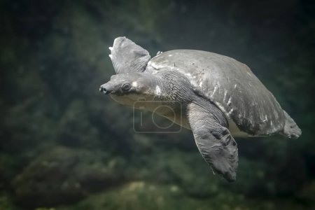 Photo for Palais de la Porte Doree. Tropical fishes. View of a pig-nosed turtle - Royalty Free Image