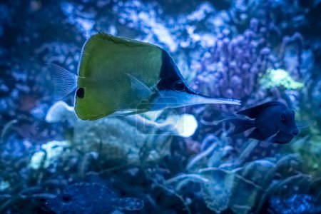 Photo for Palais de la Porte Doree. Tropical fishes. View of a yellow butterfly fish - Royalty Free Image