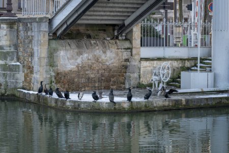 Téléchargez les photos : Grands cormorans de couleur noire sur le Bassin de la Villette sous la neige - en image libre de droit